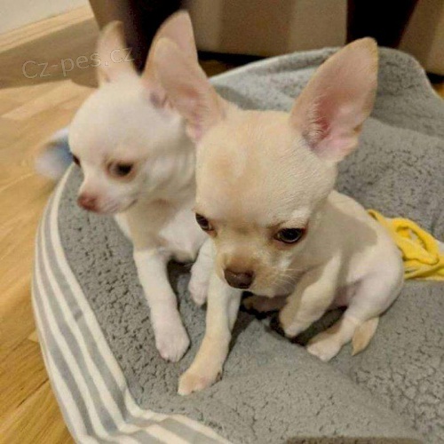 Chihuahua �t��ata.