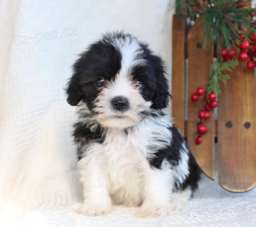 Shih Tzu �t��ata.