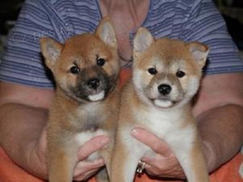 Shiba Inu �t��ata.