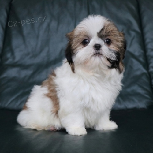 nsk tata Shih Tzu dostupn k adopci.