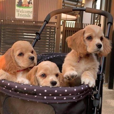 �t��ata kokr�pan�l�.