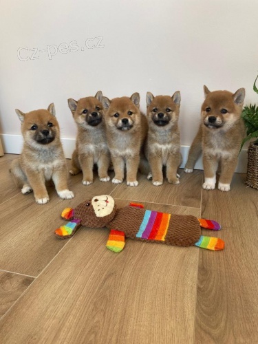 Shiba Inu �t��ata.