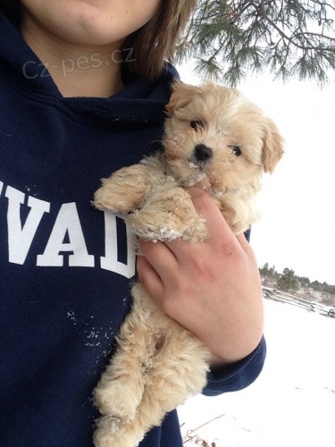 Prod�m zdrav� �t��ata Maltipoo