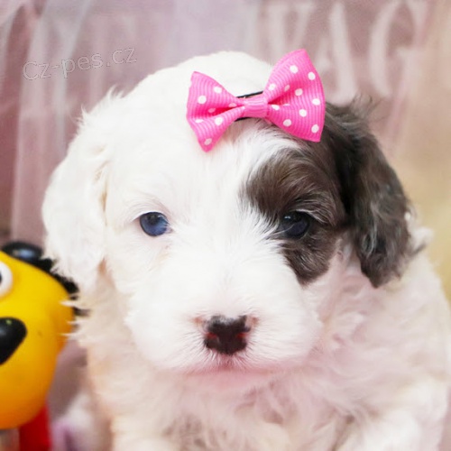 �t��ata Bernedoodle na prodej