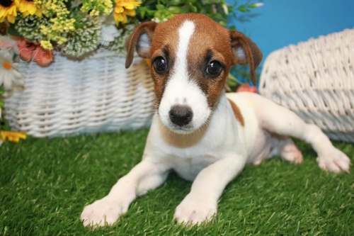 z�skejte na prodej ��asn� a zdrav� �t��ata jack russella.