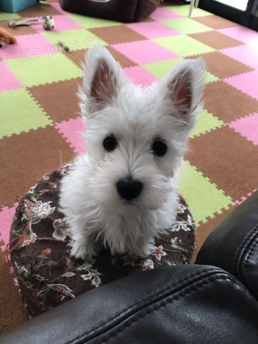 Prodm mini mini tata West Highland White Terriers