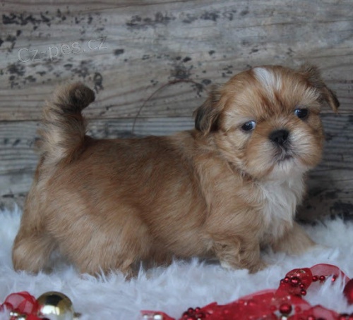 Prod�m hygienicky a soci�ln� vy�kolen� �t��ata SHIH TZU