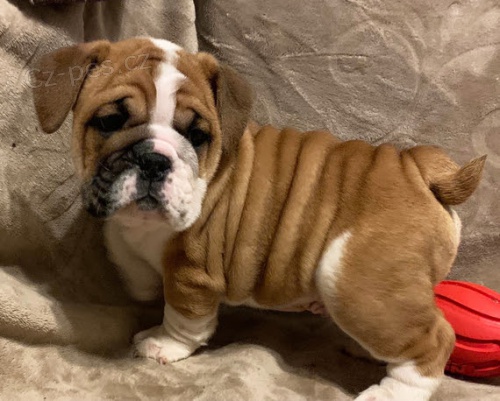 Prod�m �t��ata anglick�ho buldo�ka