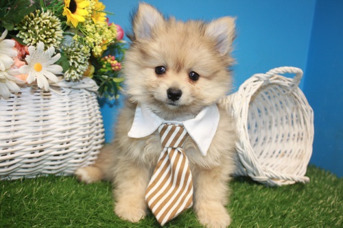 miniaturn� �t��ata pomeranian� na prodej.