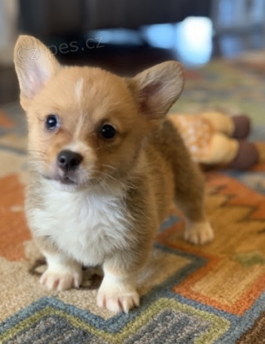 kr�sn� a and�lsk� �t��ata Pembroke Welsh Corgi na prodej.