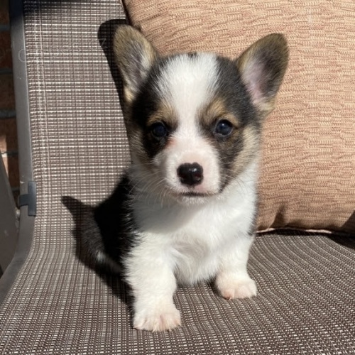 kr�sn� a and�lsk� �t��ata Pembroke Welsh Corgi na prodej.