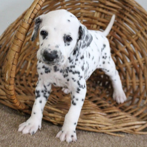 Prod�m �t��ata dalmatin�