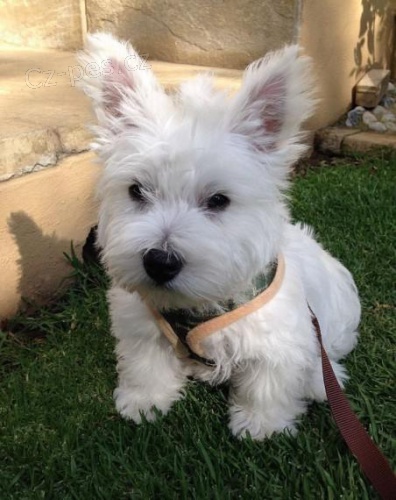 Prodm tata West Highland White Terriers