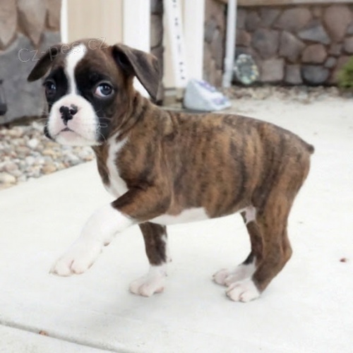 Prod�m �t��ata boxera