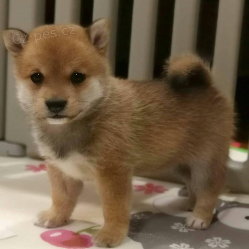 Prod�m zdrav� a o�kovan� �t��ata shiba inu