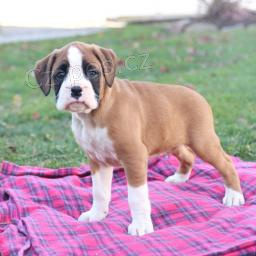 Boxer �t��ata.