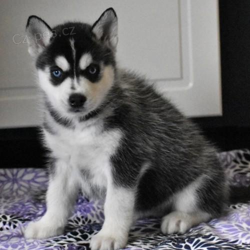 Sibi�sk� husky �t��ata.