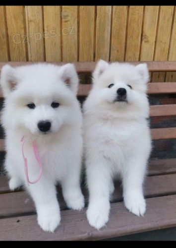 Samoyed �t��ata.