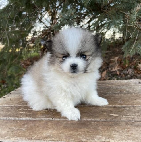 Pomeransk� �t��ata.