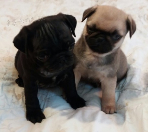 �ern� a b�ov� mops� �t��ata k adopci.