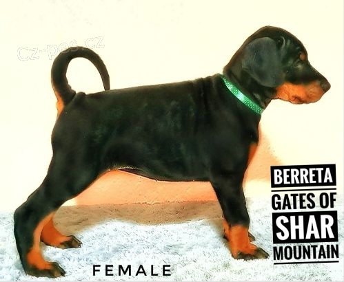 Dobrman �t��ata