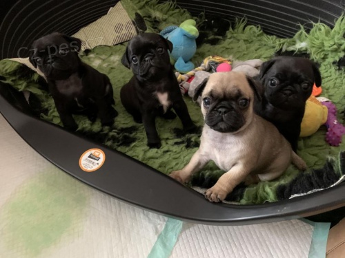 Zbo��uj�c� �t��ata mopsl�k�.