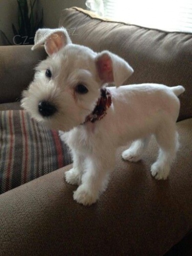 �t��ata mal�ho kn�ra�e a feny k adopci.