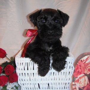 �t��ata mal�ho kn�ra�e a feny k adopci.