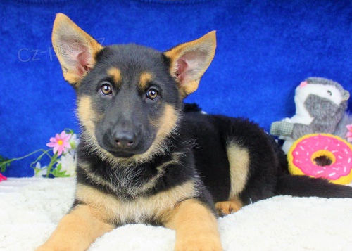 Prod�m dob�e vycvi�en� �t��ata n�meck�ho ov��ka. 