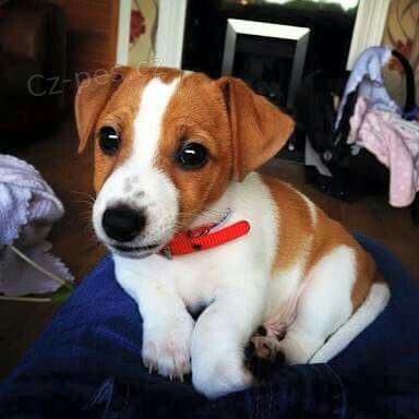 Kr�sn� a rozko�n� �t���tka jack russella na prodej. V�echna �t��ata jsou o�kovan� a zdrav�.