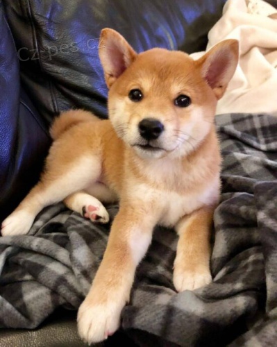 �t���tka shiba inu na prodej. 