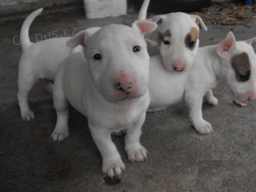 Prod�m kr�sn� �t���tka anglick�ho bulteri�ra. V�echna �t���tka jsou o�kovan�, od�erven� a soci�ln� a hygienicky vy�kolen�. Pro v�ce informac� kontaktujte.