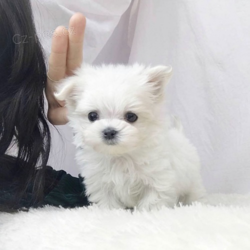 PROD�M O�KOVAN� miniaturn� �t��ata malt�z�k�.