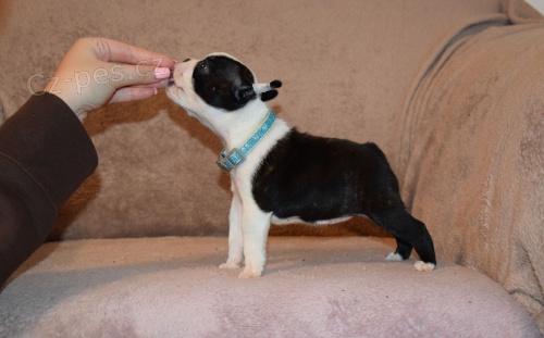 Bostonsk� teri�r �t��ata