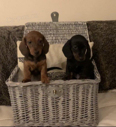 Dacshund �t��ata.