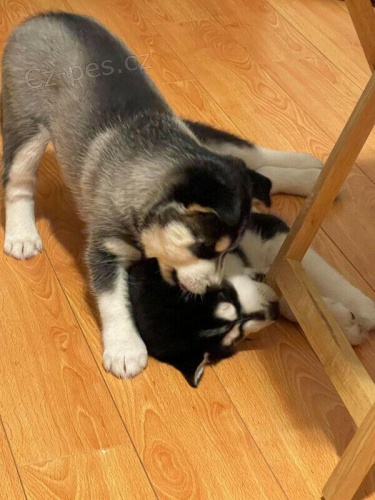 �t��ata sibi�sk�ho huskyho.