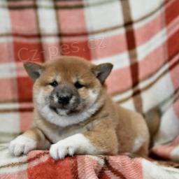 Shiba Inu �t��ata.