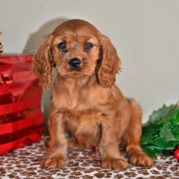 Kaval�r King Charles �t��ata.