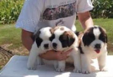 �t��ata svat�ho Bernarda.