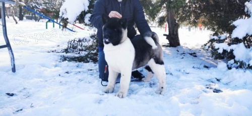 Americk� Akita �t��ata na prodej