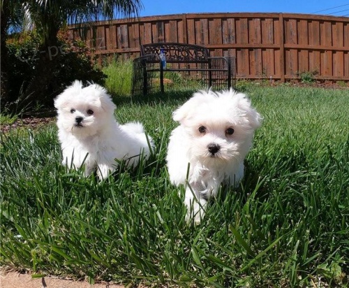 Malt�zsk� �t��ata.