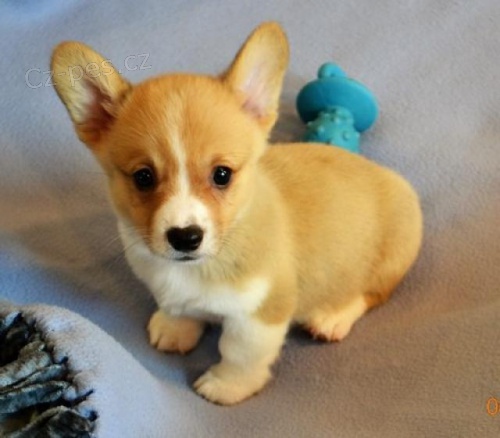 Corgi pembroke �t��ata.