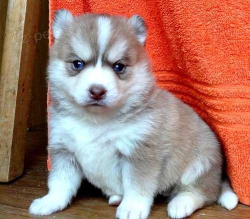 Prod�m kr�sn� zdrav� a o�kovan� miniaturn� pejsky Pomsky.