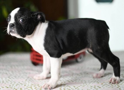 Prod�m zdrav� o�kovan� �t��ata bostonsk�ho teri�ra.