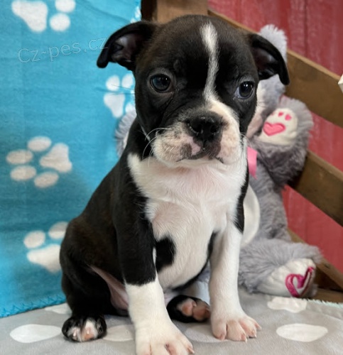 Prod�m rozko�n� �t���tka pejska a fenky bostonsk�ho teri�ra.