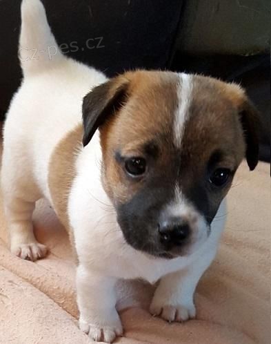 ndhern a zdrav tata jack russell terira na prodej.