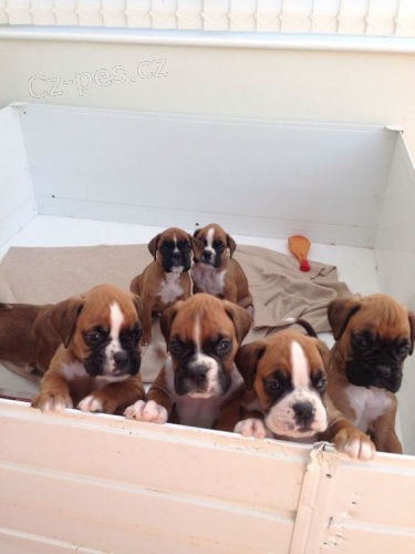 Prod�m �t��ata boxera