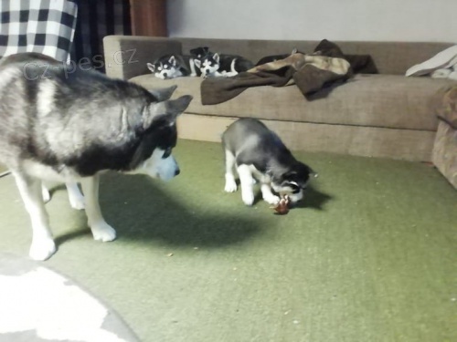 Sibi�sk� Husky - Fenka s PP