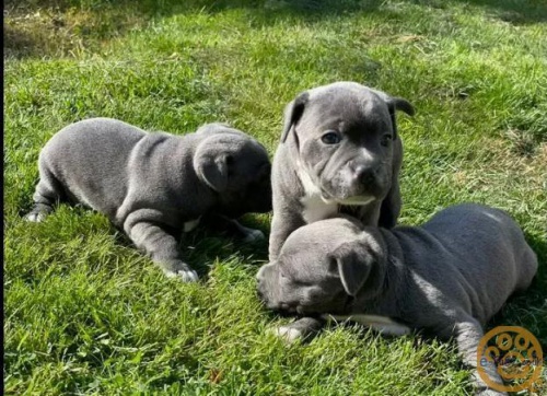 �t��ata staford��rsk�ho b���ho teri�ra.