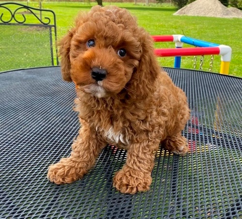 Kr�sn� F1 Cavapoo �t��ata.